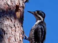 IMG 2142c  Black-backed Woodpecker (Picoides arcticus) - female at nest